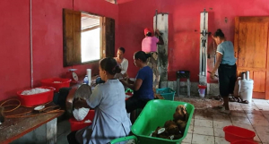 Traballadór sira ne’ebé produz hela Soouru Coconut oin (mina nu’u virjen), iha fatin produsaun Suku Soru, Postu Administrativu Lospalos, Munisípiu Lautein. 