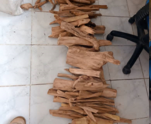 Aikameli ne’ebé sidadaun Timoroan liu dalan illegál ba Indonézia.