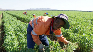 Timoroan ne&#039;ebe sai SWP, serbisu iha Kimberley, Australia