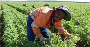 Timor oan ida ne&#039;ebe serbisu iha Australia