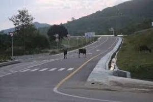 Estrada ne&#039;ebe hari mos ho osan emprestimo ho karau vaka uza hela liuron ne&#039;e