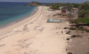 One Dollar Beach Nia Furak hafutar ho Animal ho Lixu