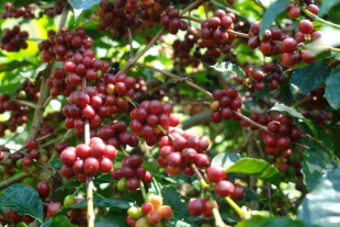 Kafe Timor