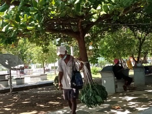 Komunidade José Pires leba hela malus la&#039;o iha Largo Lesidere, segunda (22/03).