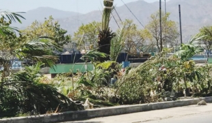 Reabilita Jardín Motael, Gasta $95.000-itál