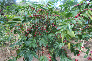 Plantasaun kafe ne&#039;ebe iha hela.