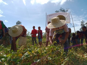 komunidade koileta hela foretali iha Suai iha fulan kotuk