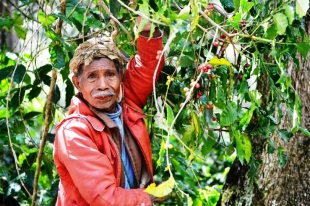 Ironia Kafé Timor: Kualidade Aas, Produsaun Rabat Rai