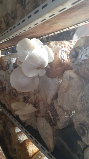Ai-Kulat hahu moris ona husi matéria prima ne&#039;ebé sai hun ba kulat, iha sentru produsaun Ai-kulat iha Palemanu. Fatukeru (18/11