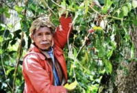 CNRT Konsidera MAP &#039;Faila&#039; Hasa&#039;e Produsaun Kafé Ermera