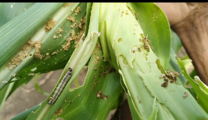 Batar ne&#039;ebe ular han iha Suai halo agrikultor halerik buka ai moruk