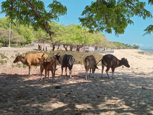 Karau sira ne’ebé iha hela área tasi ibu Suku Com, segunda (19/11).