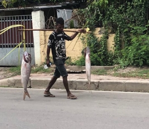 Fa&#039;an nain ida leba ikan fa&#039;an iha liuron kapital RDTL