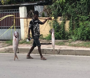 Fa&#039;an nain ida leba ikan fa&#039;an iha liuron kapital RDTL