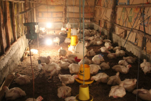 Manu broiler ne&#039;ebe haki&#039;ak husi kooperativa Nehek