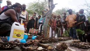 Serimonia ritual taka kuak iha foho Sukaer Oromata Tsitolu, sabadu (05/06).