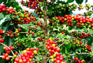 Kafé Ermera.